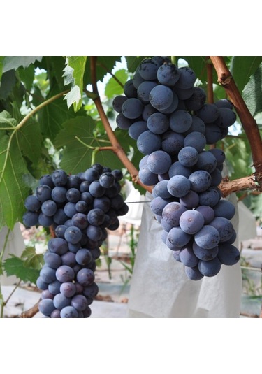 Tüplü Yeni Çeşit Trakya Ilkeren Üzüm Fidanı