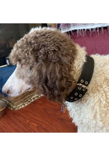 Homyl Metal Tokalı Köpek Tasması Evcil Hayvan Eğitim Yaka Siyah