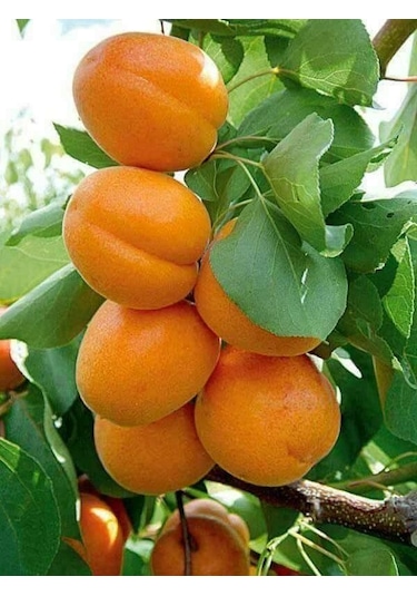 Kayısı Reçeli 5000 Gr