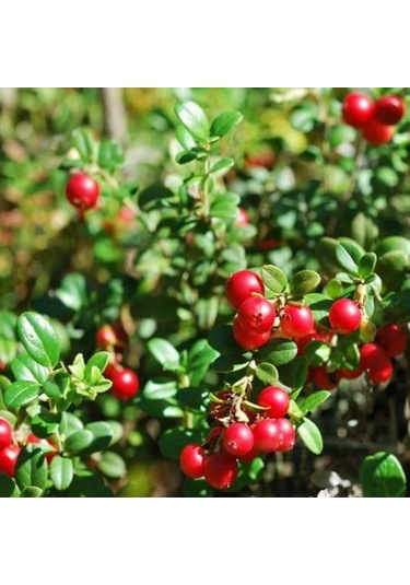 1-2 Yaşında Turna Yemişi Cranberry Fidanı Saksıda Dikime Hazır