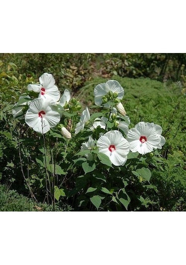 Süt Beyazı Hibiscus Çiçeği Tohumu 20 Adet