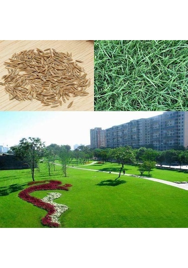 Grass Mixture Karışım Mix İthal Çim Tohumu 6'lı 10 KG