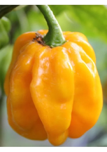 Yellow Habanero / 350.000 Scoville - Gerçek Taze Acı Biber