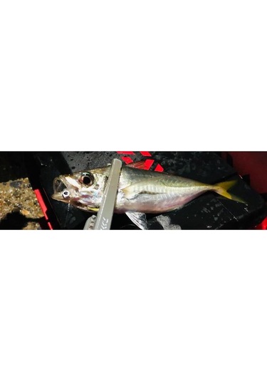 Daiwa Gekkebijin Ajing Jig Head 0.5gr No:10