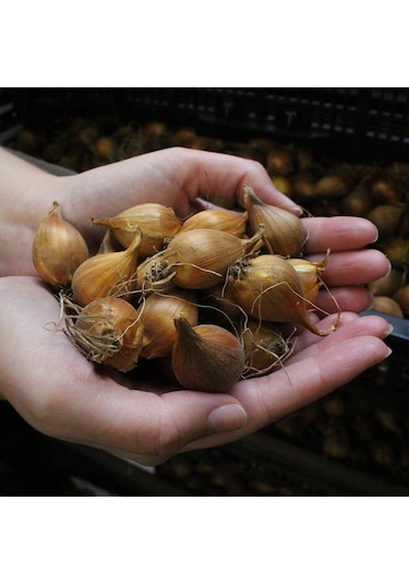 Karışık Renklerde Mix İris Süsen Çiçeği Soğanı 5 Adet