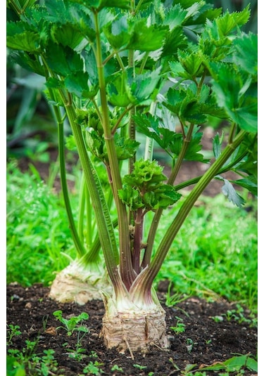 Kök Kereviz Tohumu Giant Prague Celeriac
