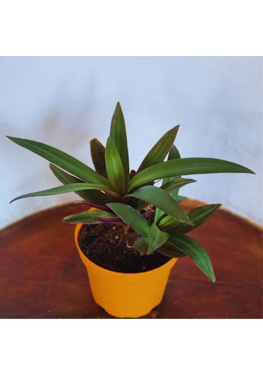 Tradescantia Spathacea İstiridye Telgraf Çiçeği