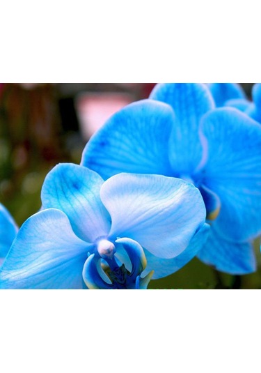 100 Adet Orkide Tohumu + 10 Adet Hollanda Gülü Tohumu N117041