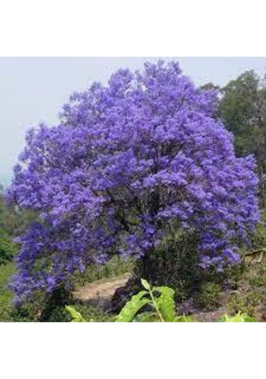 Jakaranda Ağacı Tohumu 5 Adet