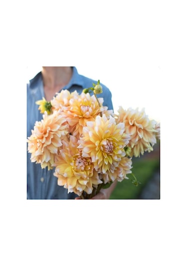 Dev Çiçekli Seattle Dahlia Yıldız Çiçeği Soğanı Yumrusu 1 Adet