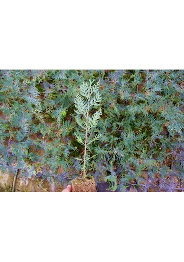 YEŞİL MAZI FİDANI 5 ADET -  ÇİT BİTKİSİ ( Thuja Orientalis )