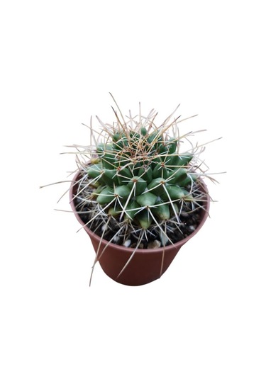 Mammillaria Magnimamma Kaktüs 8,5 Cm Lik Saksıda