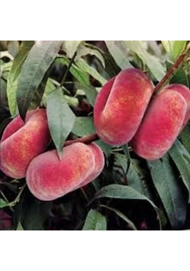 Tüplü Paraguaya Basık Yassı Domates Şeftali   Fidanı