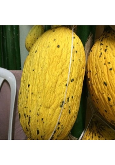 Süper Paket 350 Tohum Meşhur Altınbaş Manisa Kavunu Tohumu Kavun Tohumu