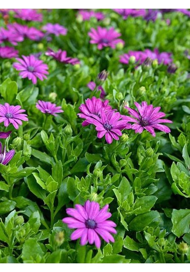 Videolu Bodrum Papatyası Mor Renkli 20 45 Cm 2 Adet Saksılı Canlı Renkli Osteospermum