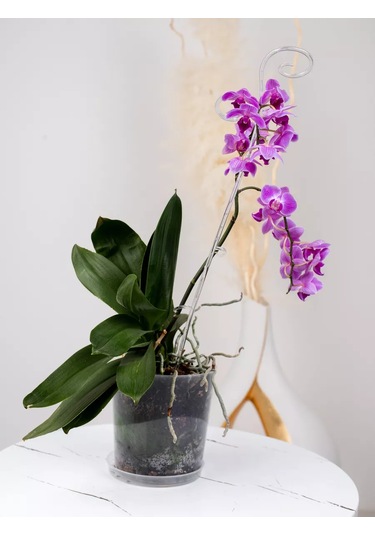 Live İn Green Orkide Ve Bitkiler İçin Destekler, 60 Cm, 3 Adet Şeffaf 177023384
