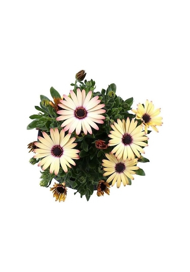 3'lü Bodrum Papatyası Canlı Bahçe Balkon Çiçekleri Saksılı 15-30cm