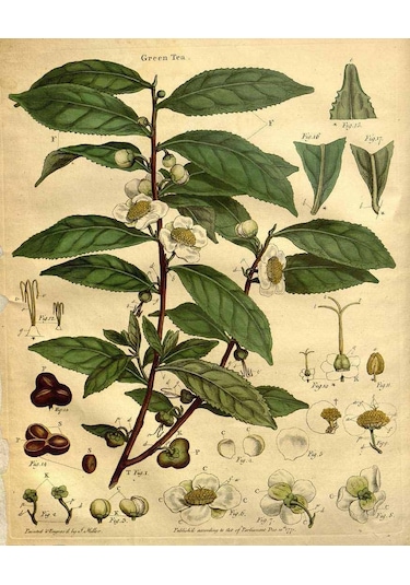 Pharmatea Yeşil Çay Gül Yapraklı 100 G