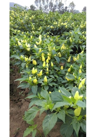 Eko Paket Biberiye Biber Tohumu Fındık Biber Tohumu Misket Biber Tohumu 150 Adet Tohum