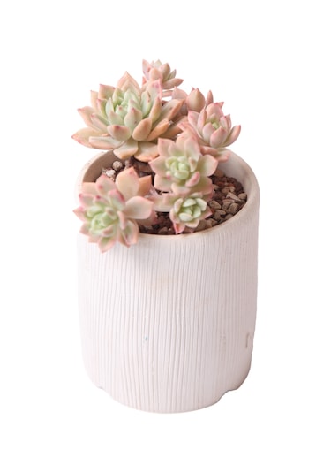 Sedeveria Markus Variegata - Sukulent Haangarden