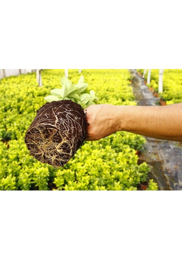 Gold Taflan 20 Adet - Sarı Çit Bitkisi