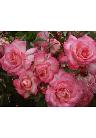 Tüplü Yediveren Aşılı Koyu Pembe Sarmaşık Gül Fidanı