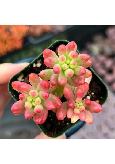 Sedum Rubrotınctum 20 Adet - Jelly Bean Sukulent