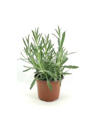 Lavanta Çiçeği Fidanı 15-25 Cm 5 Adet