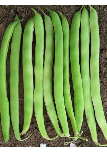 +100 Adet Magnum Fasulye Tohumu