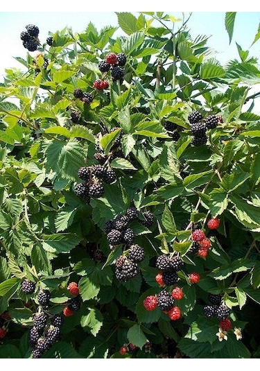 Böğürtlen Dikensiz Jumbo 2 Adet