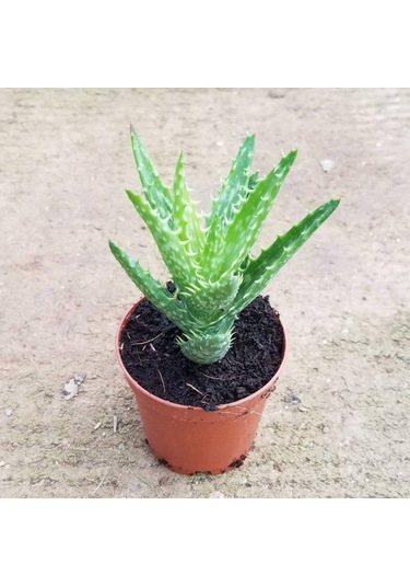 Minyatür Aloevera. 5.5 Cm Saksıda
