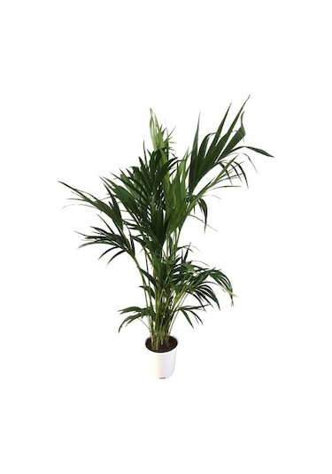 Howea Forsteriana Kentia Palmiyesi İthal 24cm Ø H:180