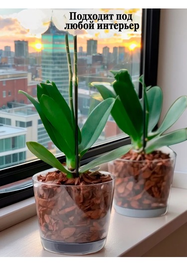 Saburg Orkide Saksısı Çiçek Saksısı Şeffaf 1,5 Litre Set 74784764