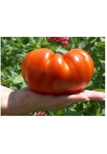 50 Adet İthal Dev Hollanda Domates Tohumu + Sebze Tohumu