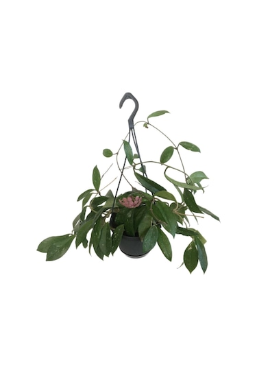 Askılı Saksıda Hoya Minibella Mum Çiçeği