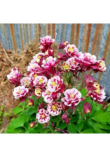 Haseki Küpesi Tohumu 20 Adet