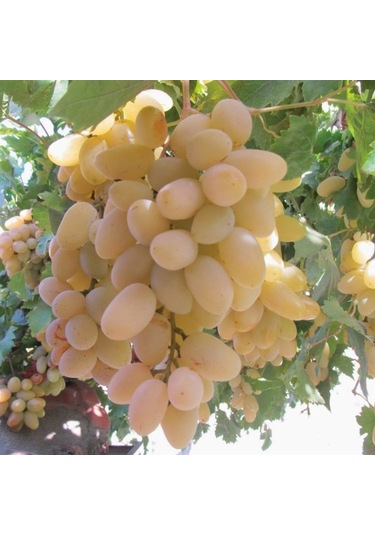 Tüplü Razaki Üzüm AsmaBağ Fidanı