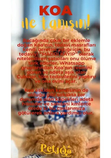 Petjoo 14.Koa Sarı-Kırmızı Qr'lı Köpek Künyesi