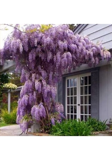 Tüplü Yoğun Kokulu Wisteria Sinensis Mor Salkım Fidanı 30-50 Cm