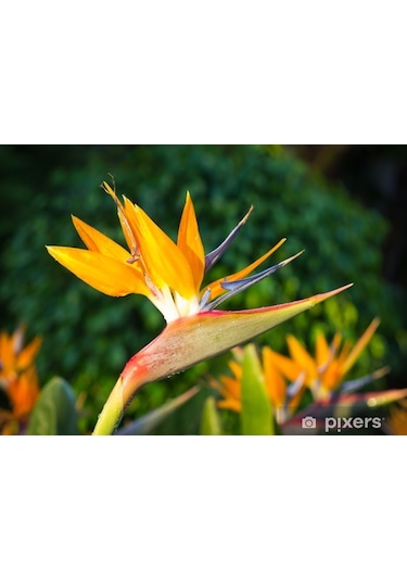 Cennet Kuşu Çiçeği Tohumu Ekim Seti 2 Tohum +Saksı+Toprak+