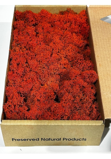 Reindermoss Şoklanmış Norveç Yosunu Terarium Yosunu Turuncu 500 Gr.