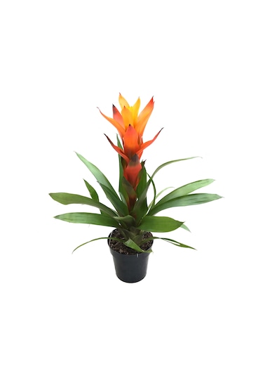 Guzmania Lingulata 'Orange' (Guzmanya) Ø12 CM Y35-40 CM