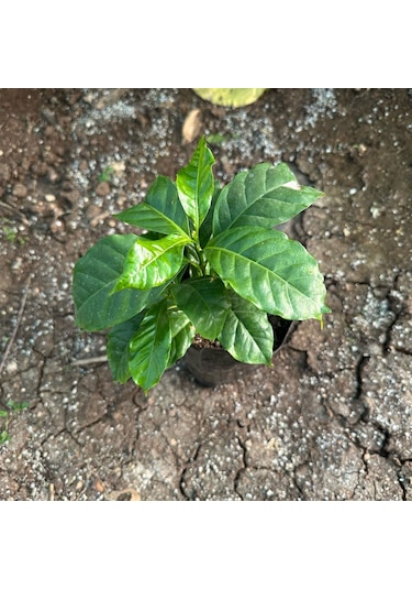 Sınırlı Stok Bourbon Kahve Fidanı Büyük Boy, Tüplü