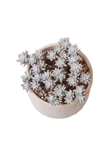 Echeveria Doodleya - Sukulent Haangarden