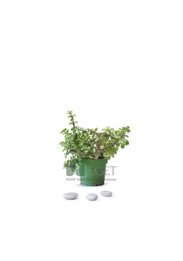 Yeşim Ağacı/filazığı Portulacaria Afra 15-20 Cm
