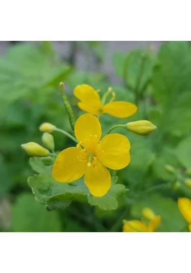 E-Fidancım Kırlangıç Otu Tohumu 5 Tohum