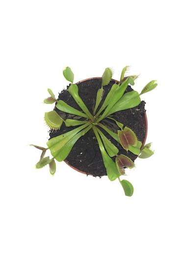 Dionaea Muscipula (Sinek Kapan Bitkisi) Ø8,5 CM Y0-10 CM