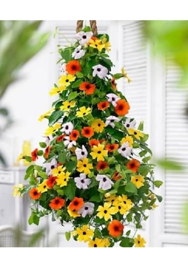 Karagözlü Suzan Sarmaşığı Tohumu Thunbergia Karagözlü Suzan Sarmaşığı 5 Tohum