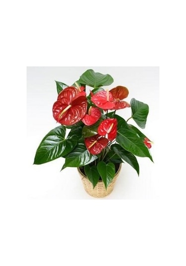 Saksı Çiçek Gübresi 1 KG Sıvı Organik Gübre (Sebze/Meyve Için)