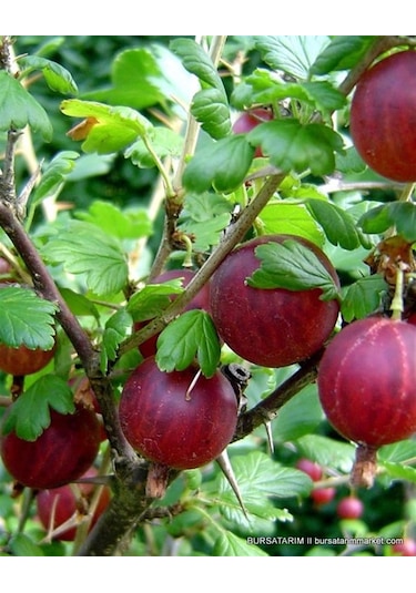 Bektaşi Üzümü Kırmızı+siyah 2 Adet